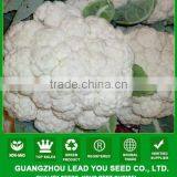 NCF35 Zaodian Early Mature Hybrid Cauliflower Seeds,name of Vegetable Seed thumbnail-1