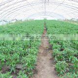 High Performance Pe Film Greenhouse For Strawberry thumbnail-4