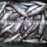 New Frozen Sardine in Fish 6-8 8-10 Pcs /kg thumbnail-5