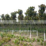 Magnolia Grandiflora Cold Hardy Landscaping Trees thumbnail-3