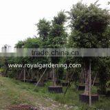 Outdoor Ficus Nitida Trees thumbnail-2