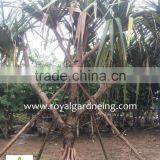 Pandanus Utilis High 4-5m Landscaping Tree thumbnail-6