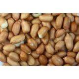 PEANUT OR GROUNDNUT thumbnail-1