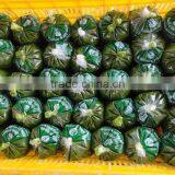 Frozen Best Cassava Leaf / Cassava Leaves From Vietnam