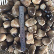 Peeled Paddy Straw Mushroom in Brine Volvariella Volvacea thumbnail-3
