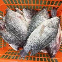 Tilapia thumbnail-4