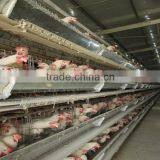 best price hot galvanized H type cages for chickens chicken cage