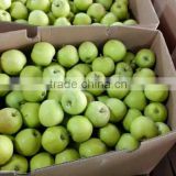 2016 new rop green gala apple