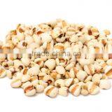 Job's Tear thumbnail-1