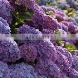 Hydrangea thumbnail-1