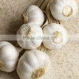 Natural White Fresh Garlic thumbnail-2