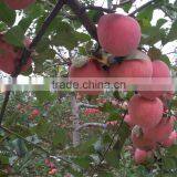 Fresh Fuji Apple With Best Price China Fuji Apple thumbnail-2