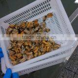 China Seafood Exporter Frozen Mussel Boiled Meat thumbnail-4