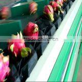 Pitaya Grading Machine Sorter Grader thumbnail-1
