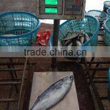 Superior Quality Bonito Tuna thumbnail-2