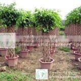 Ficus Cage Shape Benjamina thumbnail-1