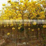 Tabebuia Chrysantha Yellow Flower Tropical Trees thumbnail-1