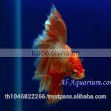 Halfmoon Betta Fish Farm For Sale and Export / Ornamental Fish Thailand thumbnail-5