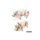 PIG(em-012) thumbnail-1