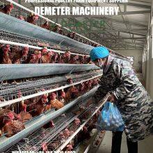 Chicken Cages for Sale thumbnail-2