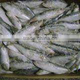 Frozen Small Size Wholesale Sardine Fish thumbnail-1