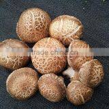 Fresh Mushroom thumbnail-3