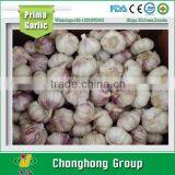 2015 Fresh Purple Garlic With Lowest Price thumbnail-1