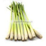 Organic Fresh Lemon Grass Young thumbnail-1