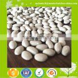 Plastic Desiccant Masterbatch Price