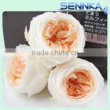 Luxury White With Orange Preserved Austin Rose Flower Head Preserved Flower Arrangement thumbnail-2