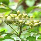 Neem Seed Oil thumbnail-3