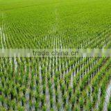 DF 12HP-22HP Walking Tractor Implement 6 Rows Rice Seeder , Paddy Land Rice Seeder thumbnail-6