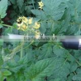 newest electric tomato pollination tool