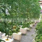 Aeroponic Hydroponic Lettuce Bato Bucket Dutch Bucket Systems thumbnail-2