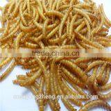 Dried Mealworm for Backyard Chicken With Good Price thumbnail-4