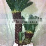 SJ300916 High Initation Fake Bonsai Tree/cycas Foliage Plant Tree thumbnail-1