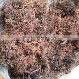 Sell Gracilaria, Euchema Spinosum And Cottoni Seaweeds thumbnail-5