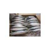 Frozen Mackerel Fish 200-250g Land Time Oct thumbnail-1