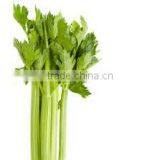 Celery Oil thumbnail-2