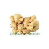 Ginger,ginger Supplier,fresh Ginger,Chinese Ginger thumbnail-1