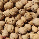 2020 The Best New Crop Liaoxi Walnut Inshell thumbnail-2