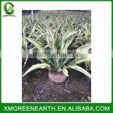 Furcraea Foetida (1) thumbnail-1