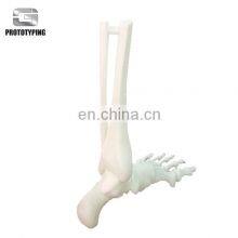 3d SLA SLS Artificial Skeleton Model Service thumbnail-3