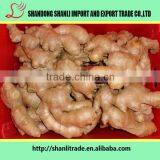 Farmer Supply 150g+ Chinese Fresh Ginger Organic/wholesale Ginger thumbnail-2