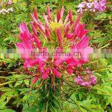 Spiny Spiderflower ,Cleome.,flower Seed,herb Seed,vegetalbe Seed,fruit Seed,grass Seed thumbnail-1