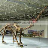 Original Size Dinosaur Skeleton Replicas thumbnail-1