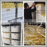Professional Production of Bean Sprout Machinery Factory thumbnail-5