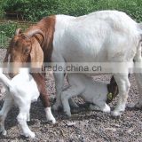 Live Boer Goats, Pregnant Holstein Heifers