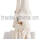 Life-Size Foot Skeleton Model