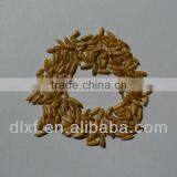 Oat/peeless Oat thumbnail-1